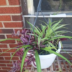 Hanging Plant
