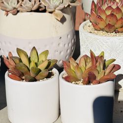 Rare Succulent In White Ceramic Pot 