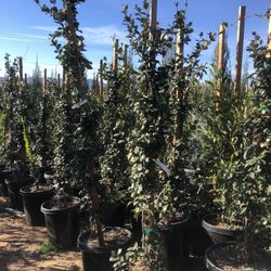 Star Jasmine