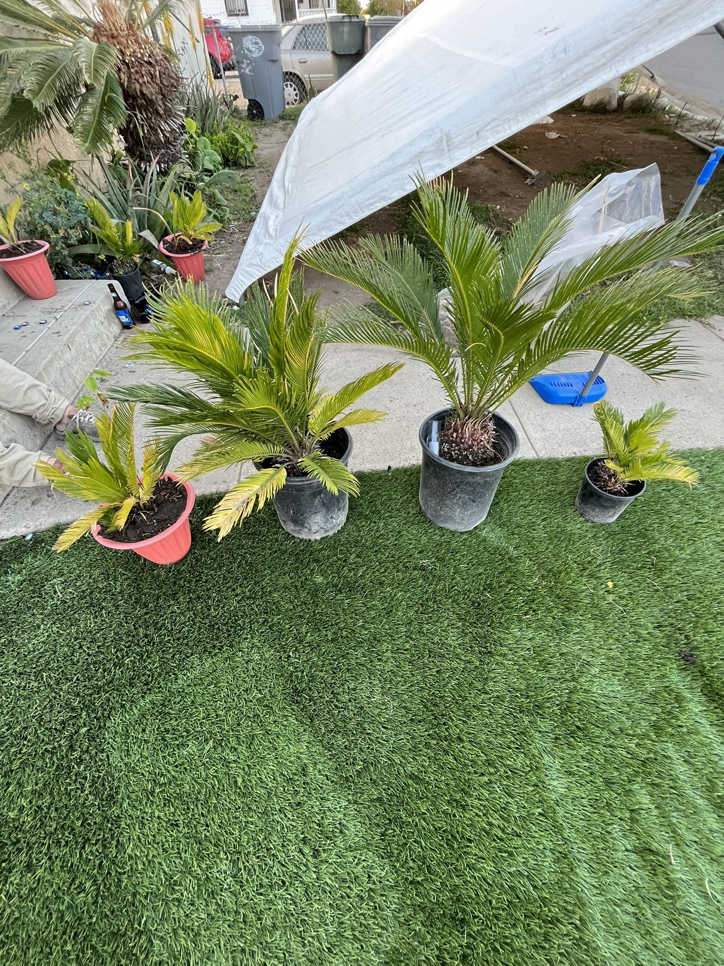Palm Trees