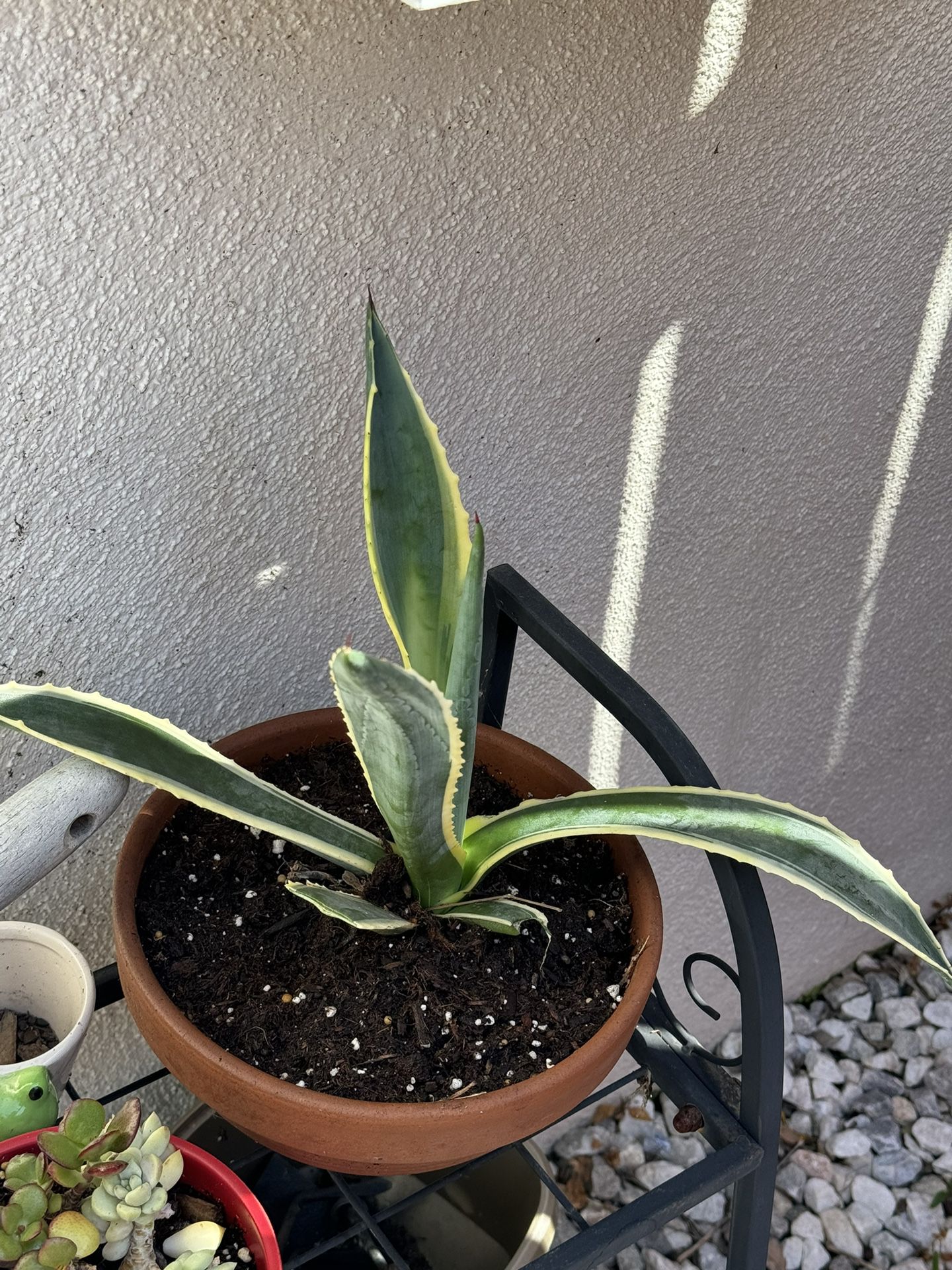Variegated Agave In Terracotta Pot
