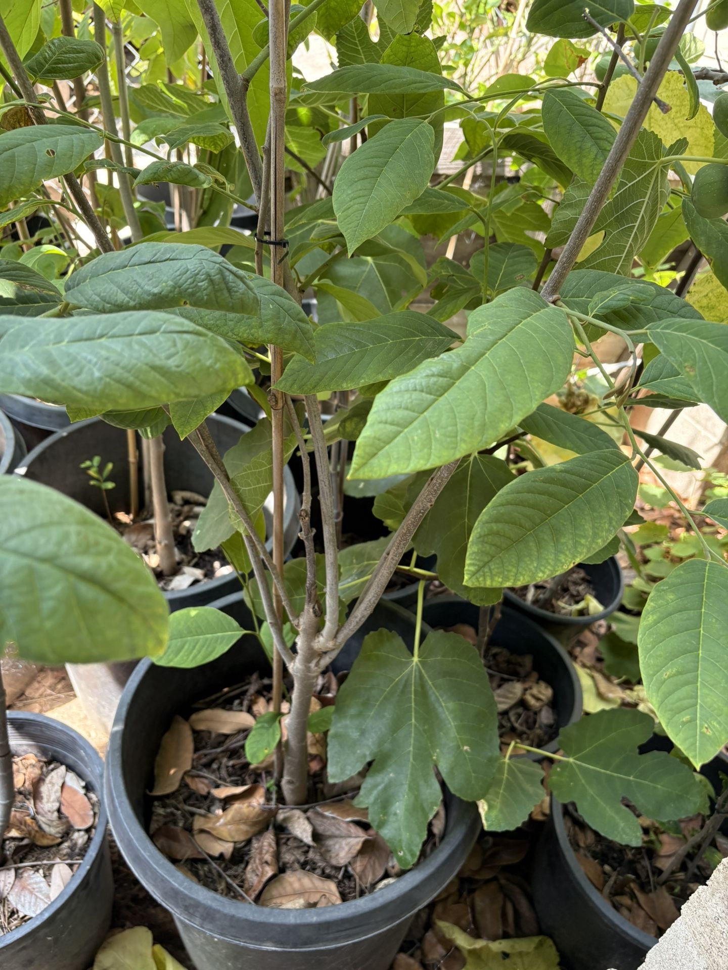 Atemoya Tree With Cherimoya Branch