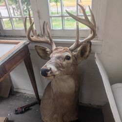 NRA Big Game Hunter 1988 Award Winning Whitetail Buck Shoulder Mount