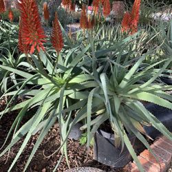 15 Gallon Aloe’s 