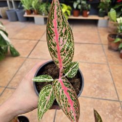 Aglaonema 'Gold Star'