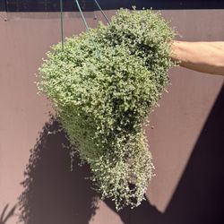 10” Big Little Missy Succulents 