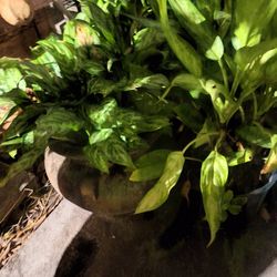 Big Clay Pots/plants, $5 To $25.