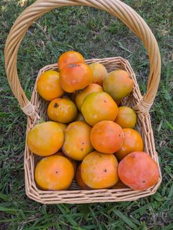 Juicy Persimmons Home Grown no pesticides $4.00/pound from my backyard