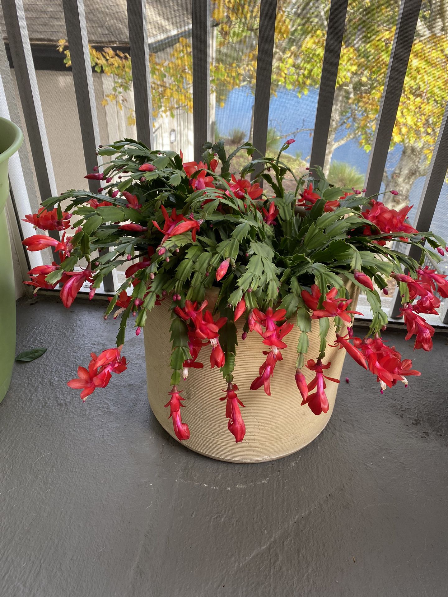 Potted Mature Christmas Cactus Plant