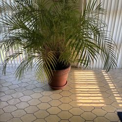 Palm Plant w/ Big Clay Pot