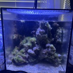 Nano Tank 