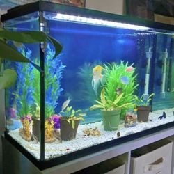  Deluxe 30gal. Aquarium with Stand and All Needed accessories. Pecera  Completa Con Accessorios, Mueble Y Mas.