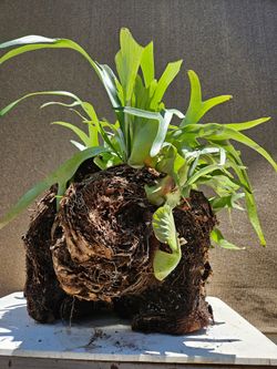Old Staghorn Fern ( Platycerium bifurcatum ) Bonsai Tree