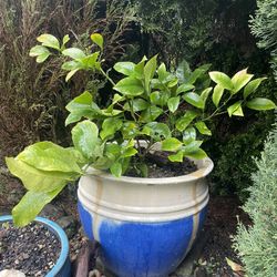 Meyers lemon Tree