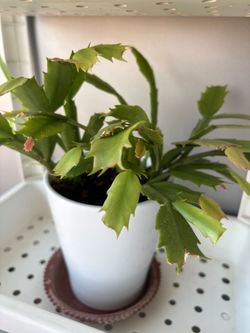 Home plant