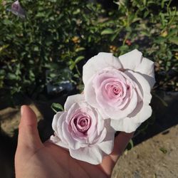 $35 Lady X This beautiful lavender rose will decorate your garden with very fragrant flowers. Pick up in Temecula, CA 92591. I also have other roses a