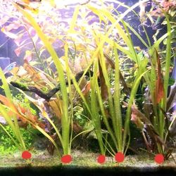 Aquarium Plants