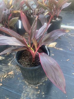 Cordyline 3 Sisters
