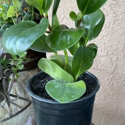 HERMOSAS PLANTAS NATURALES “PEPEROMIA PLANT “