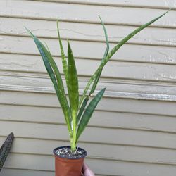Sansevieria Kirkii | Indoor &  Outdoor Snake Plant