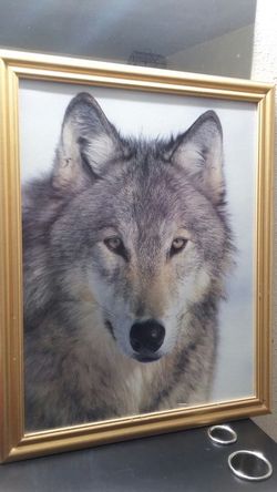 Wolf Portrait