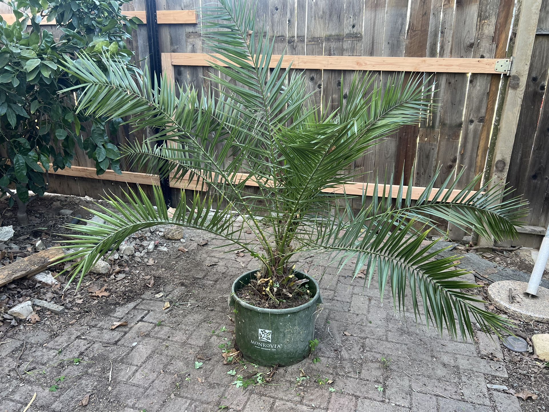 Canary Island date palm