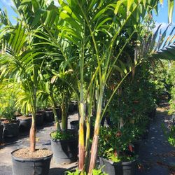 Beautiful Christmas Palms 6 Feet Tall!!! Fertilized 