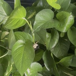 Pothos Plant 3x20