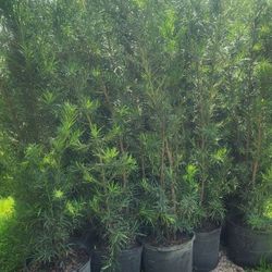 Gorgeous Podocarpus Plants For Inmediate Privacy! 6 Feet Tall Measurements Over The Pot! Fertilized 