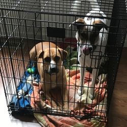 Medium /Large Dog Crate Dogs Not Included