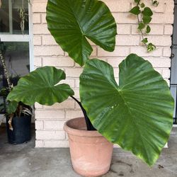 Potted Darkstar Plant 
