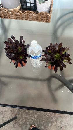 Aeonium Black Rose Plant Live,