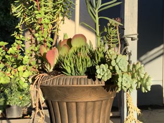 Large and tall succulent arrangement