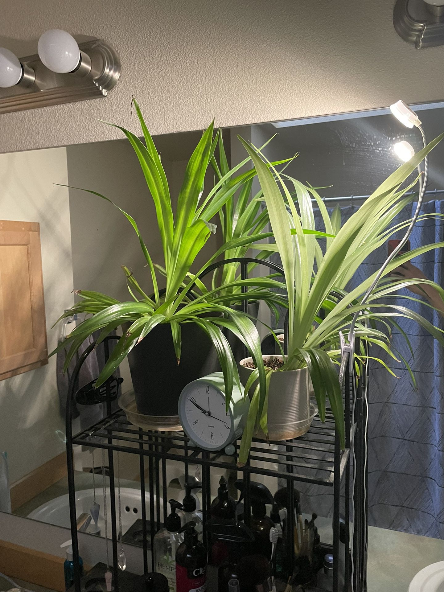 SPIDER PLANTS (potted, various sizes)