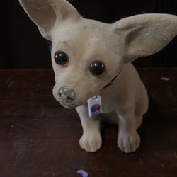Toy Chihuahua 
