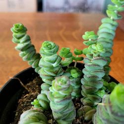 Baby String Of Buttons Starts