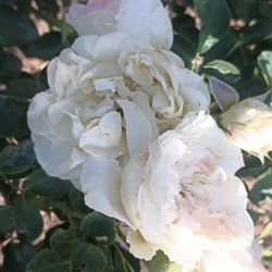 Claiming Rose Plants 