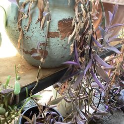 Pot Purple Long Plant