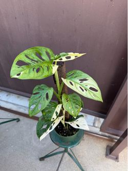 6” Adansoni variegated