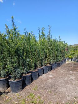 Large podocarpus hedges on sale now $45