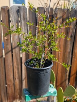 Pomegranate Tree For Sale