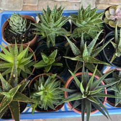Variety Of Succulent Plants