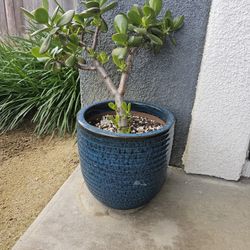 Jade Plant