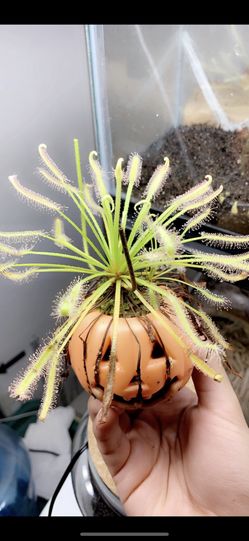 Sundew Carnivorous Plant
