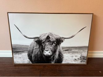 Black and White Highlander Cow Picture
