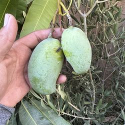 Mango Corriente ( With Fruit )