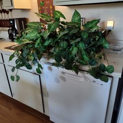 $25 - Large Artificial Plant For Your Home Or Office Decor