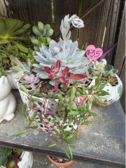 Succulent