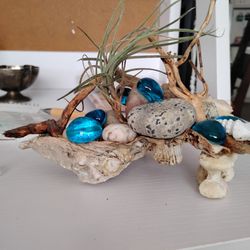 Air Plants