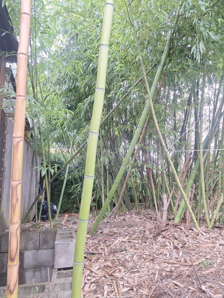 Full Grown Timber Bamboo 20+ Ft Tall